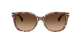 Coach Sunglasses HC8132 L109