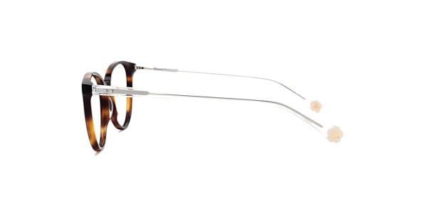 Clearly Glasses SPRUCE